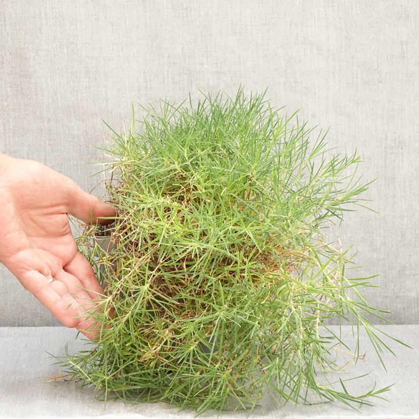 Esemplare di Dianthus arenarius - Garofano delle sabbie Vaso da 2L/3L consegnato in estate