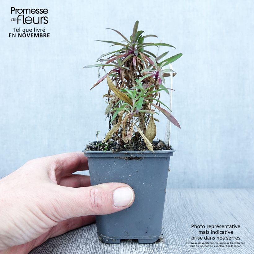 Esemplare di Dianthus barbatus Oeschberg - Garofano dei poeti Vasetto da 8/9 cm come consegnato in autunno