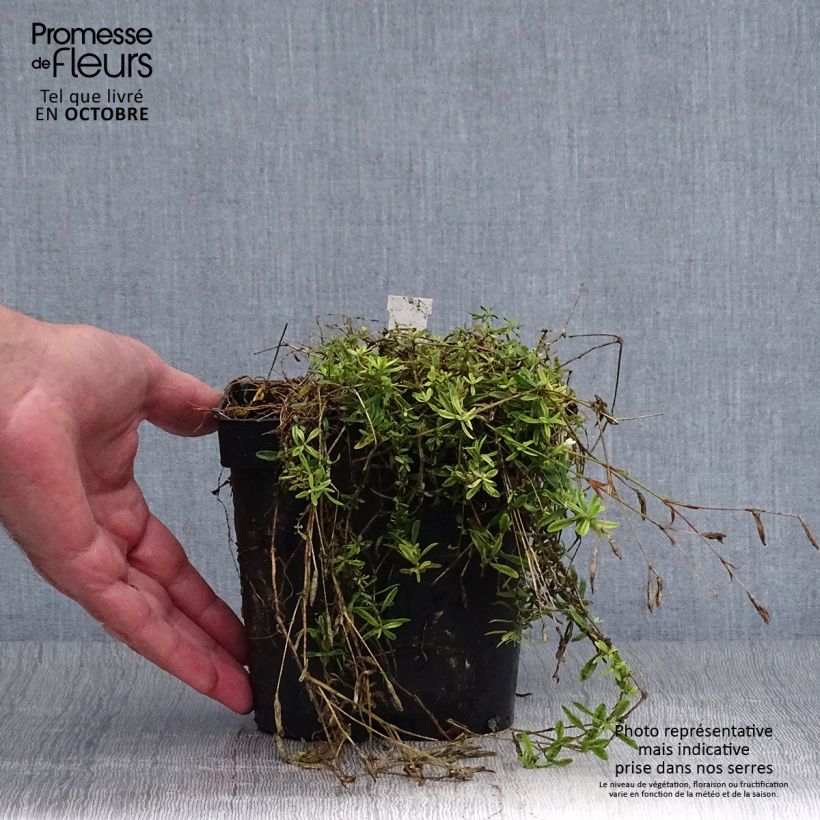 Esemplare di Dianthus deltoides Albiflorus - Garofanino minore Vaso da 2L/3L come consegnato in autunno