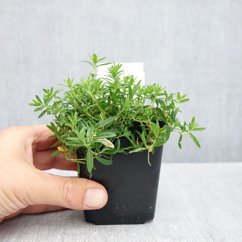 Esemplare di Dianthus deltoides Arctic Fire - Garofanino minore Vasetto da 8/9 cm come consegnato in autunno