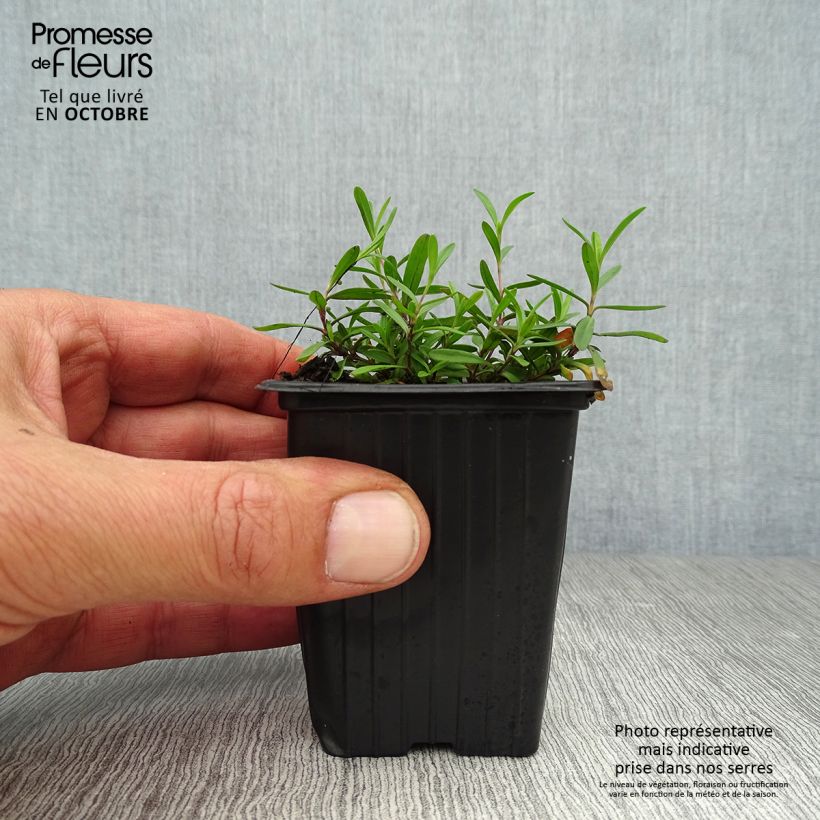 Esemplare di Dianthus deltoides Brillant - Garofanino minore Vasetto da 7/8 cm come consegnato in autunno