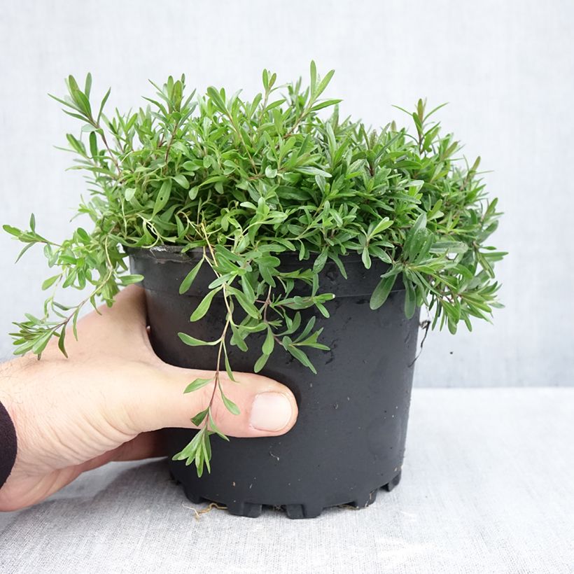 Esemplare di Dianthus deltoides Flashing Light - Garofanino minore Vaso da 2L/3L come consegnato in autunno