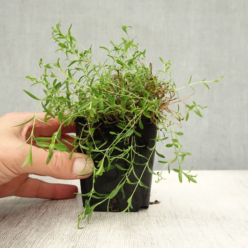 Esemplare di Dianthus deltoides Rosea - Garofanino minore Vasetto da 8/9 cm come consegnato in autunno