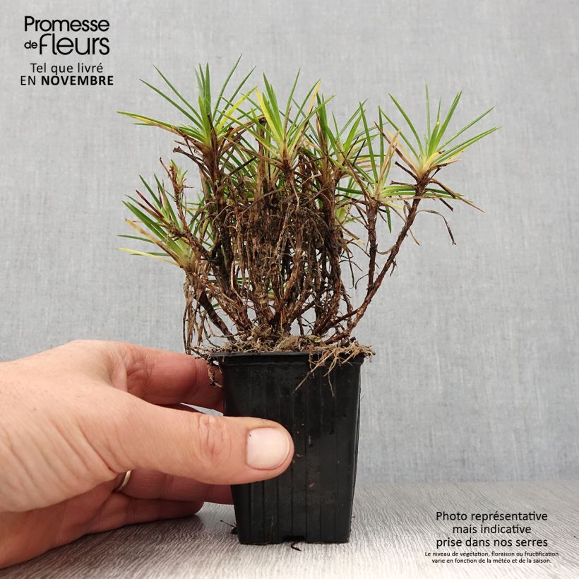 Esemplare di Dianthus Evening Star - Garofano Vasetto da 7/8 cm come consegnato in autunno