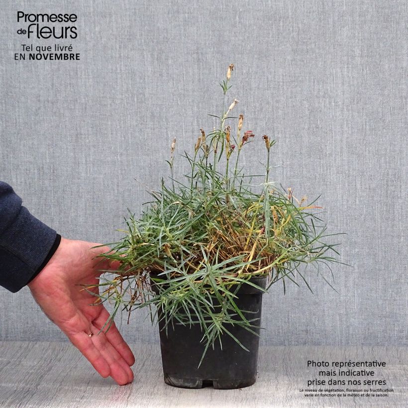 Esemplare di Dianthus gratianopolitanus Badenia - Garofano di Grenoble Vaso da 2L/3L come consegnato in autunno