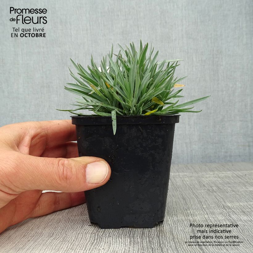 Esemplare di Dianthus gratianopolitanus Bombardier - Garofano di Grenoble Vasetto da 8/9 cm come consegnato in autunno