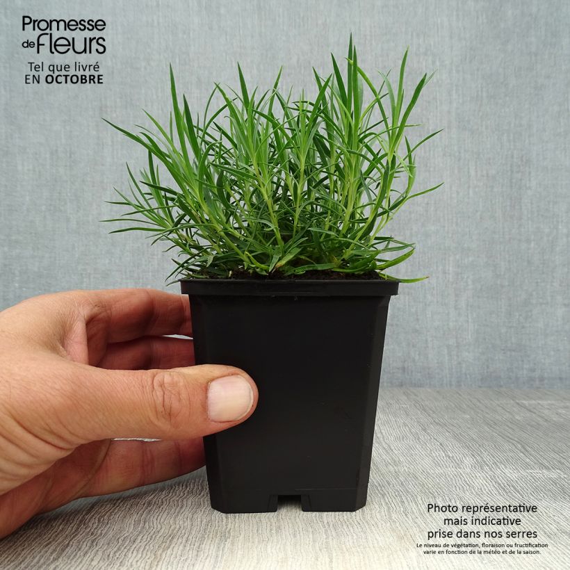 Esemplare di Dianthus gratianopolitanus Eydangeri - Garofano di Grenoble Vasetto da 8/9 cm come consegnato in autunno