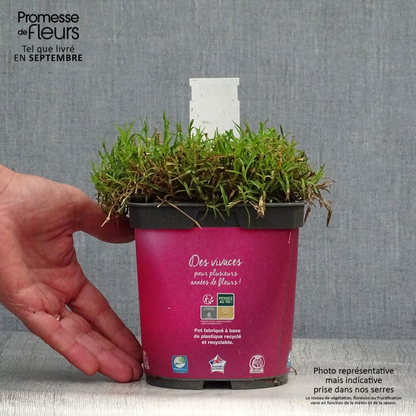 Esemplare di Dianthus gratianopolitanus Kahori - Garofano di Grenoble Vaso da 2L/3L come consegnato in autunno