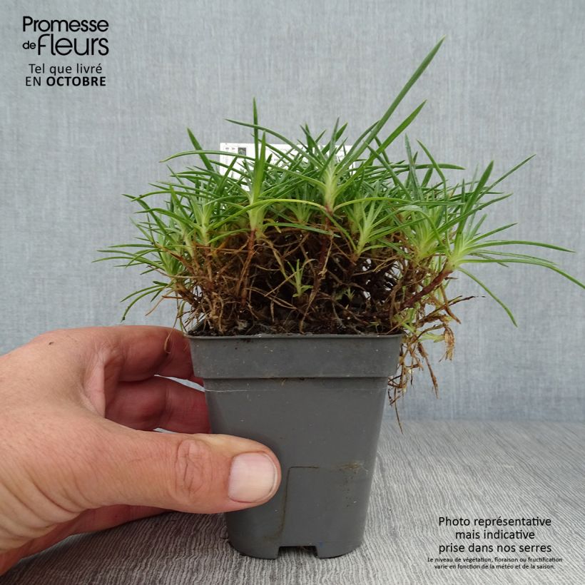 Esemplare di Dianthus gratianopolitanus Whatfield Gem - Garofano di Grenoble Vasetto da 8/9 cm come consegnato in autunno