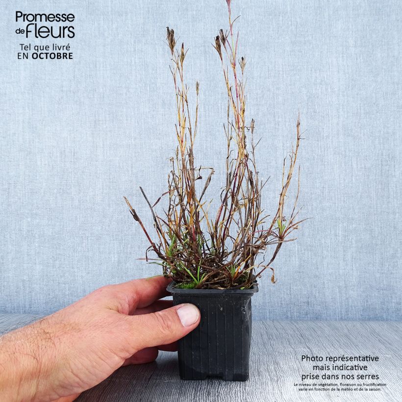 Esemplare di Dianthus knappii - Garofano di Knapp Vasetto da 8/9 cm come consegnato in autunno
