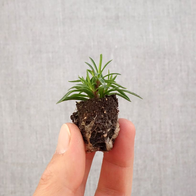 Dianthus plumarius Merci Fleuri - Garofano strisciante Mini zolla Ø 1,5/2,5 cm esemplare consegnato in primavera