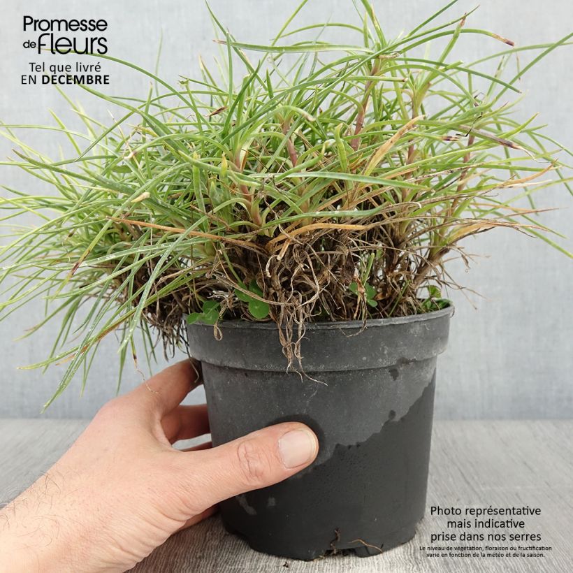 Esemplare di Dianthus plumarius Cranmere Pool - Garofano strisciante Vaso da 2L/3L come consegnato in autunno