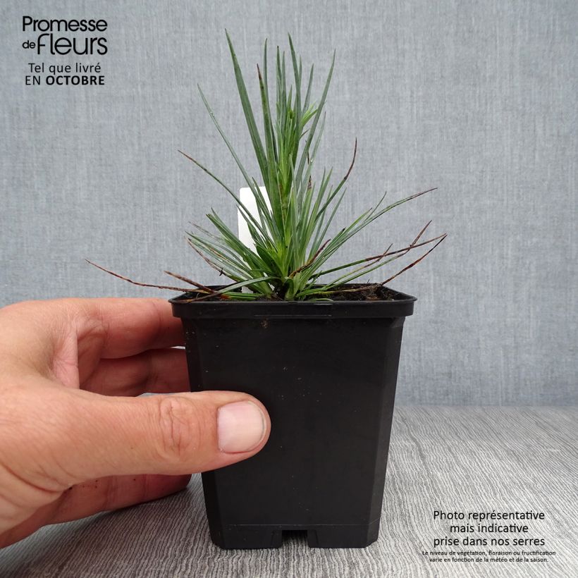 Esemplare di Dianthus plumarius David - Garofano strisciante Vasetto da 8/9 cm come consegnato in autunno