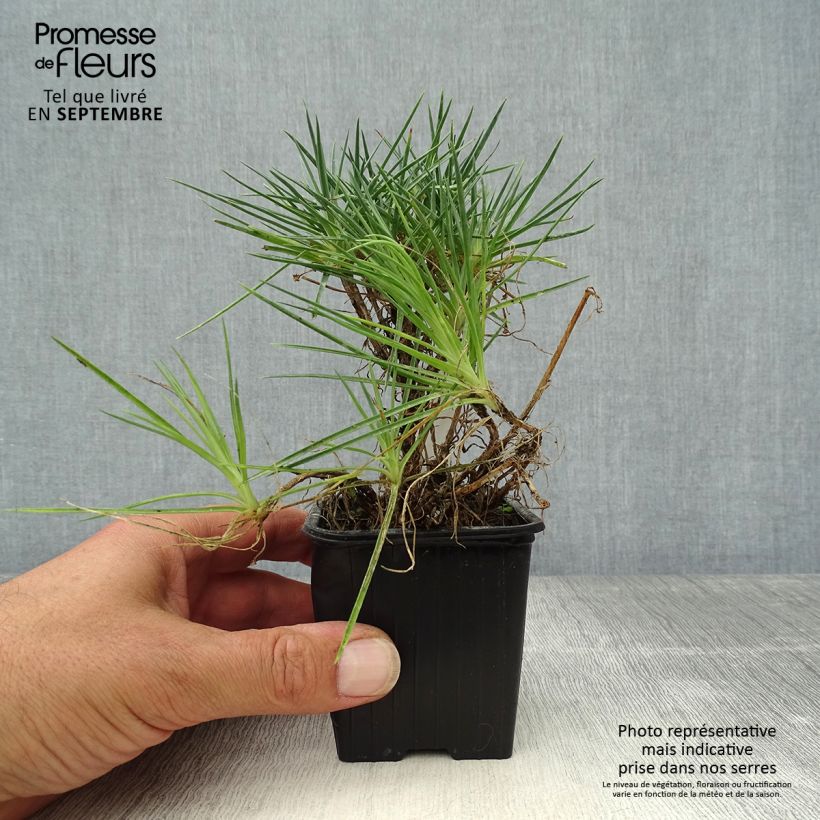 Esemplare di Dianthus plumarius Desmond - Garofano strisciante Vasetto da 8/9 cm come consegnato in autunno