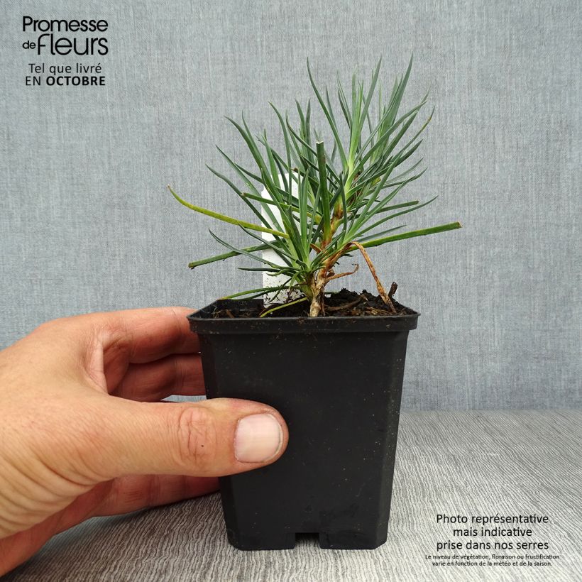 Esemplare di Dianthus plumarius Devon Cream - Garofano strisciante Vasetto da 8/9 cm come consegnato in autunno
