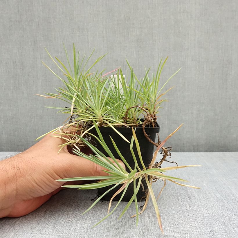 Esemplare di Dianthus plumarius Flore Pleno Albus - Garofano strisciante Vasetto da 8/9 cm consegnato in estate