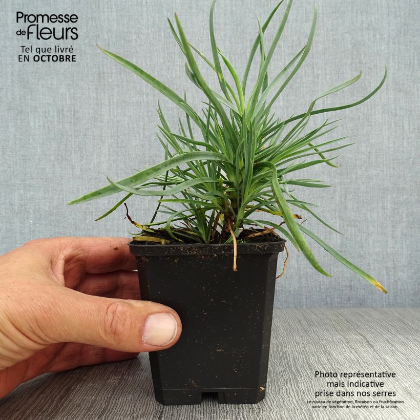 Esemplare di Dianthus plumarius Haytor White - Garofano strisciante Vasetto da 8/9 cm come consegnato in autunno