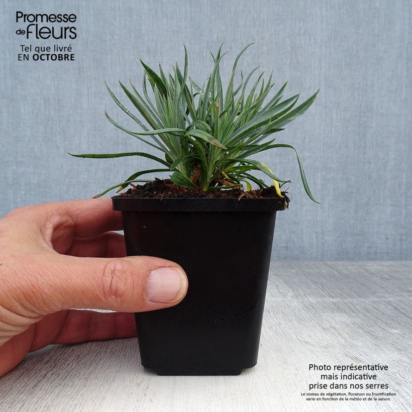 Esemplare di Dianthus plumarius Heidi - Garofano strisciante Vasetto da 8/9 cm come consegnato in autunno