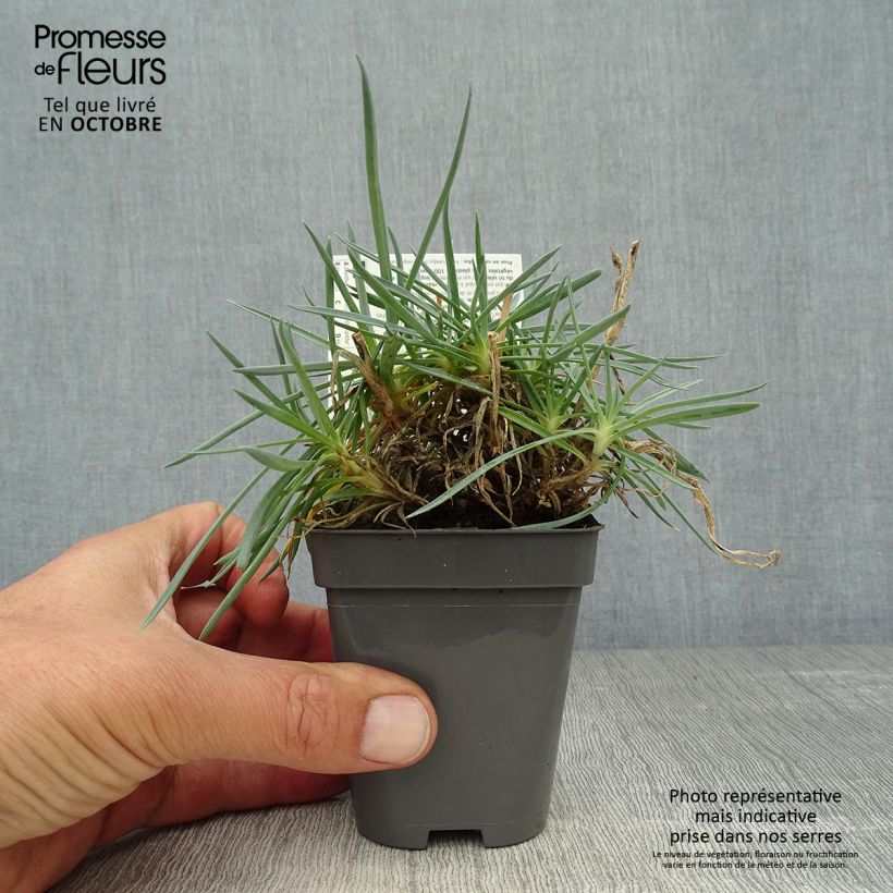 Esemplare di Dianthus plumarius Lady in Red - Garofano strisciante Vasetto da 8/9 cm come consegnato in autunno