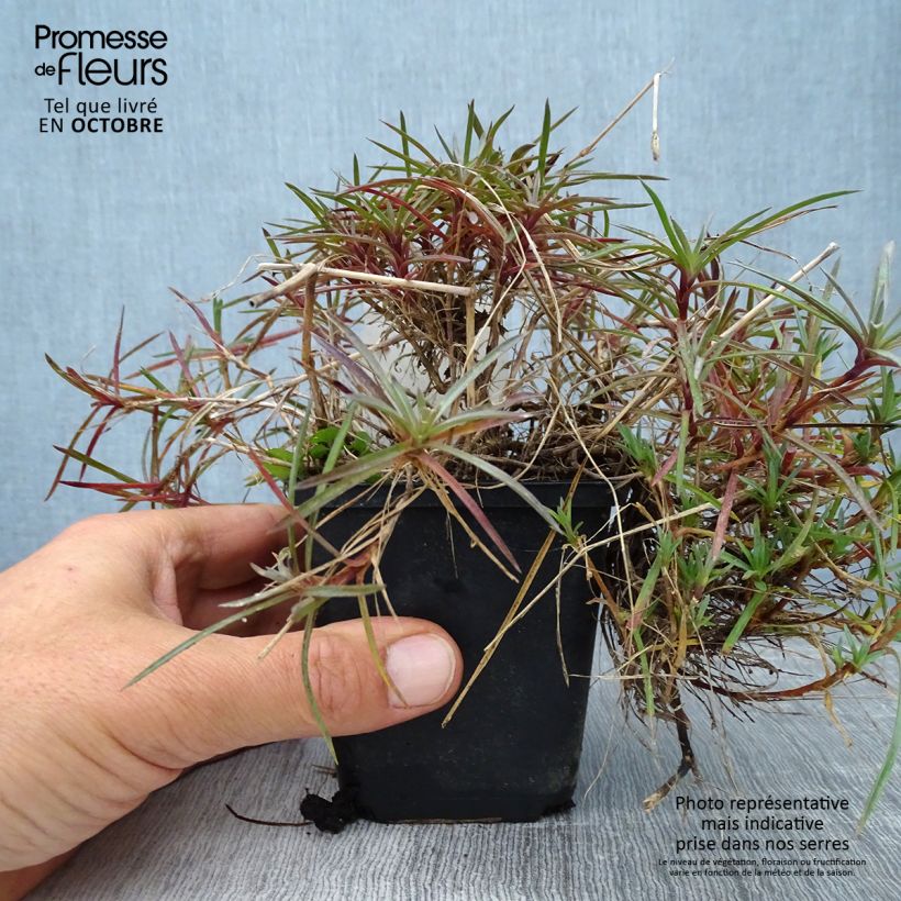 Esemplare di Dianthus plumarius Maggie - Garofano strisciante Vasetto da 8/9 cm come consegnato in autunno