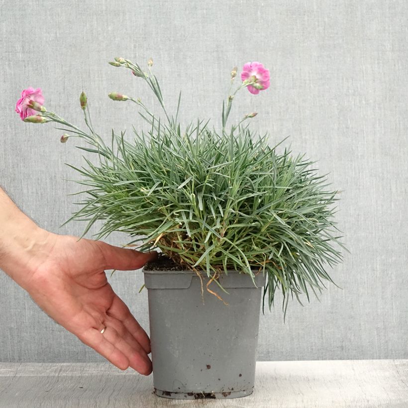 Esemplare di Dianthus plumarius Moulin Rouge - Garofano strisciante Vaso da 2L/3L come consegnato in autunno