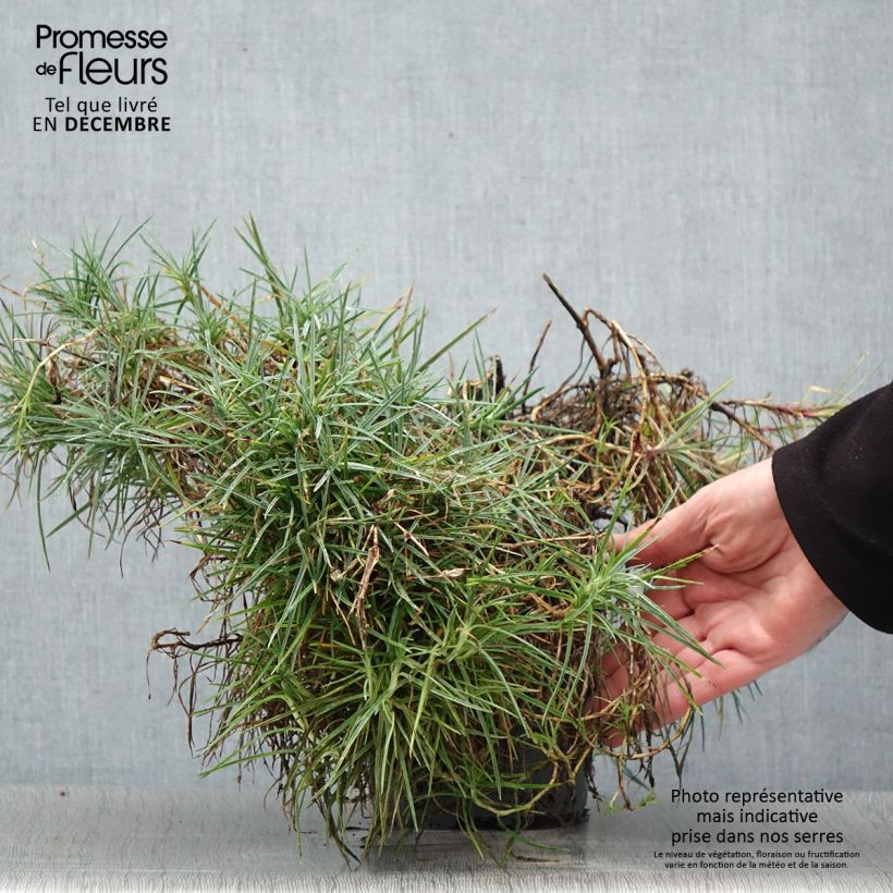 Dianthus plumarius Moulin Rouge - Garofano strisciante Vaso da 2L/3L esemplare consegnato in inverno