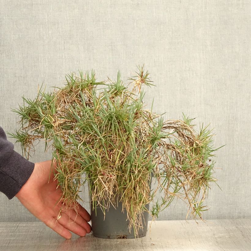 Dianthus plumarius Moulin Rouge - Garofano strisciante Vaso da 2L/3L esemplare consegnato in primavera