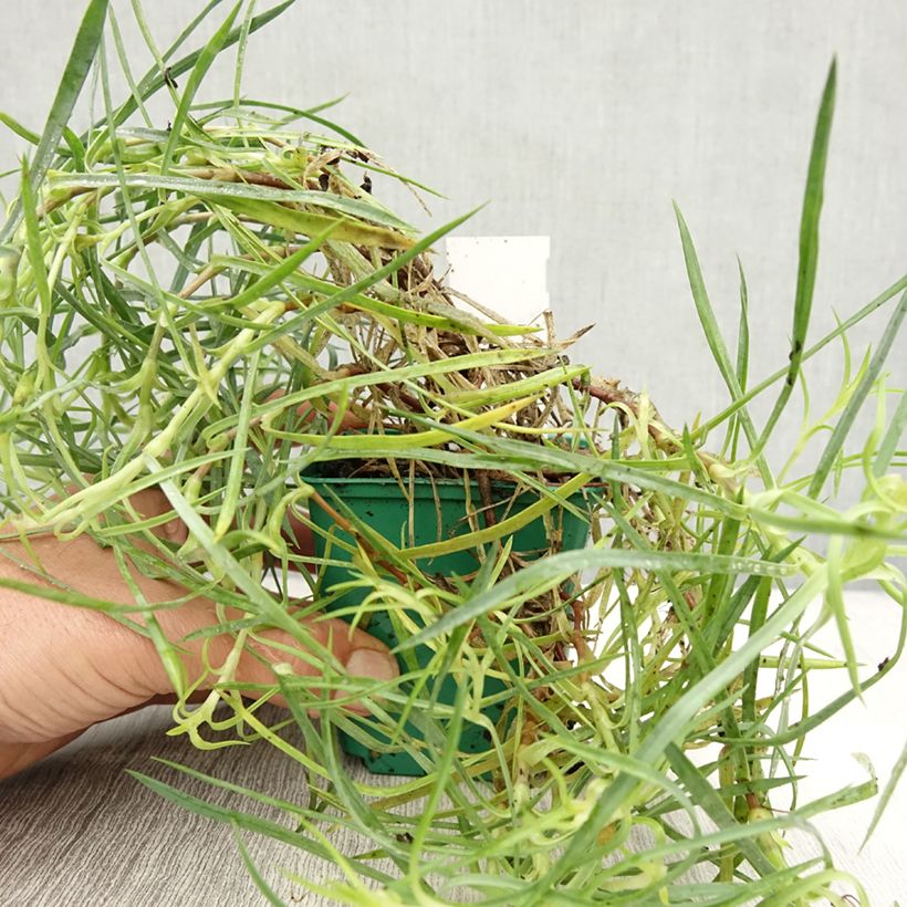 Esemplare di Dianthus plumarius Mrs Sinkins - Garofano strisciante Vasetto da 8/9 cm come consegnato in autunno