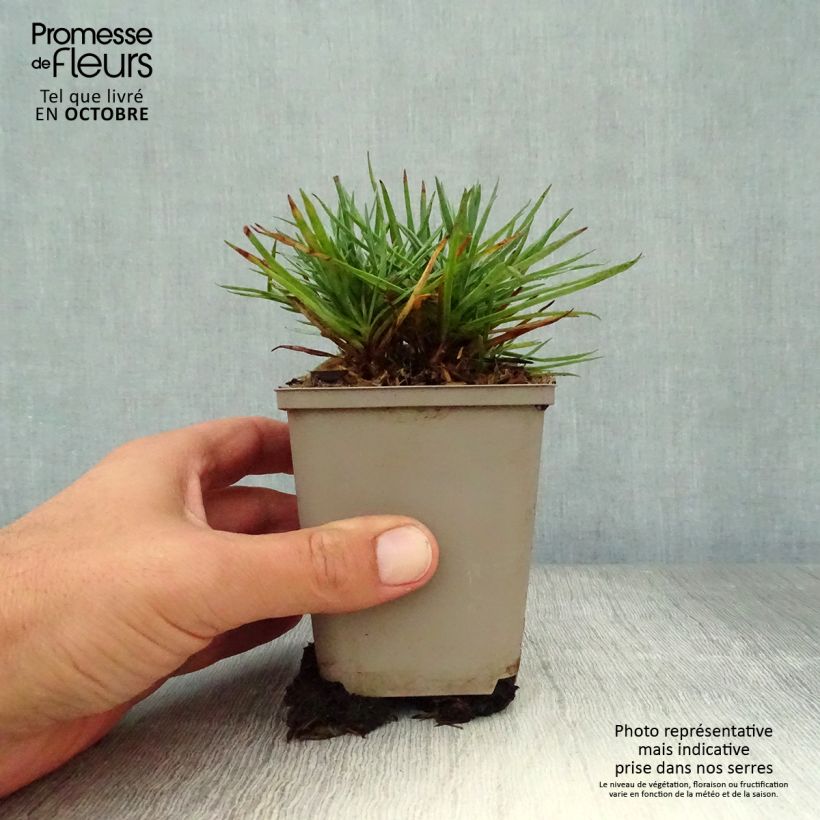 Esemplare di Dianthus plumarius Munot - Garofano strisciante Vasetto da 8/9 cm come consegnato in autunno