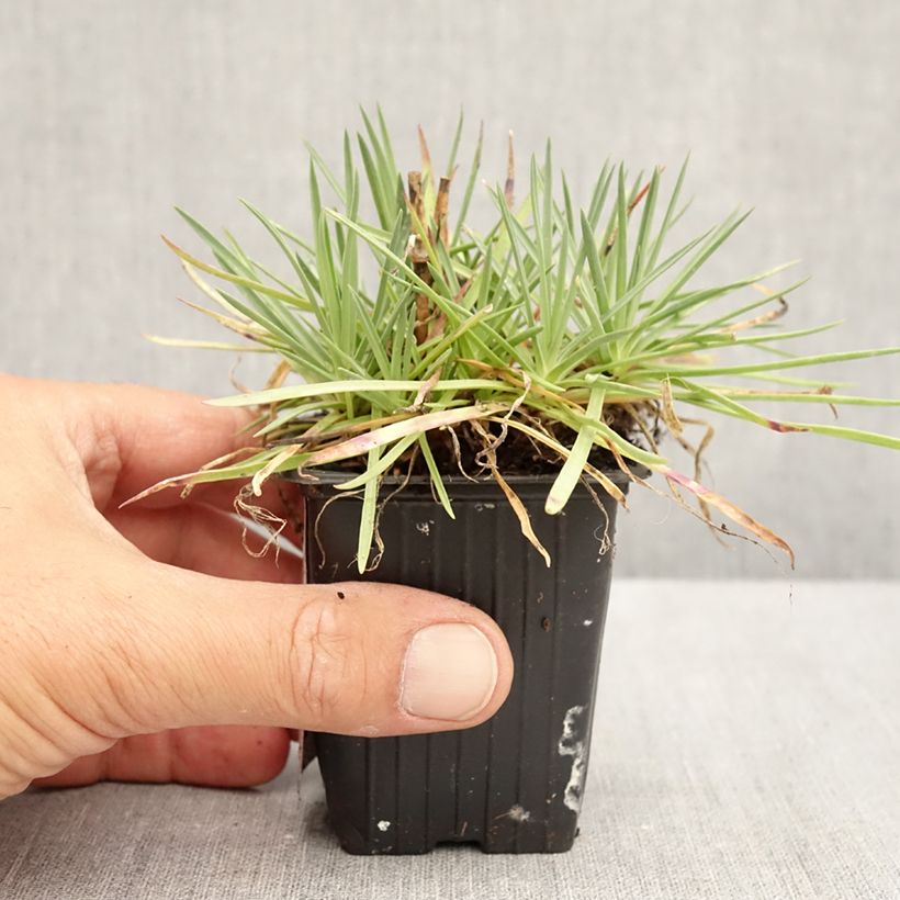 Esemplare di Dianthus plumarius Passion Hot Red - Garofano strisciante Vasetto da 8/9 cm consegnato in estate