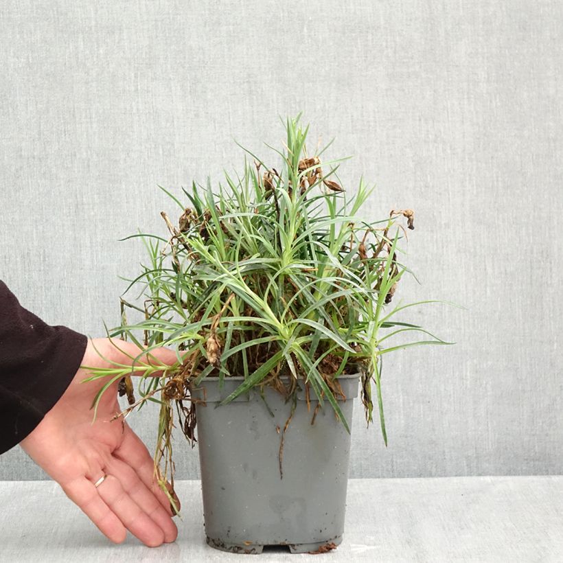 Esemplare di Dianthus plumarius Passion Hot Red - Garofano strisciante Vaso da 2L/3L come consegnato in autunno