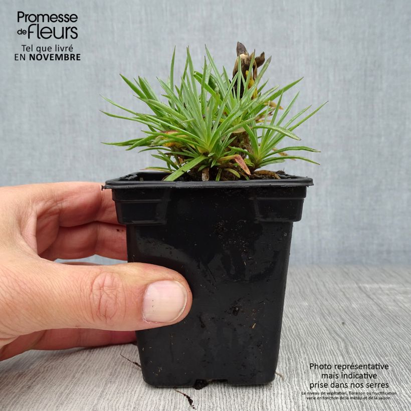 Esemplare di Dianthus plumarius Scent First Coconut Sundae - Garofano strisciante Vasetto da 7/8 cm come consegnato in autunno