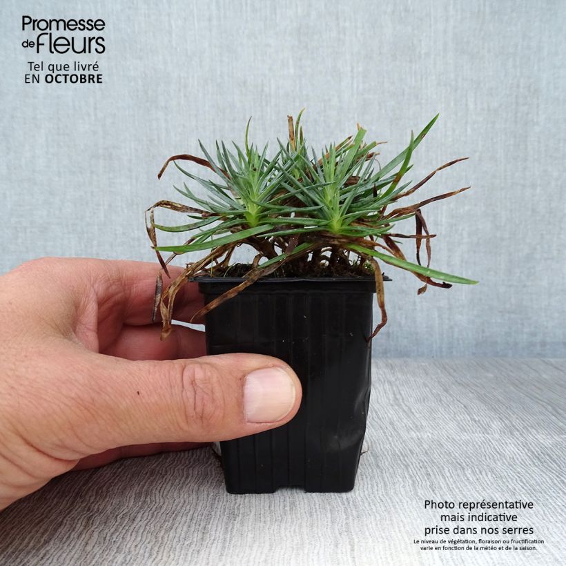 Esemplare di Dianthus plumarius Scent First Iced Gem - Garofano strisciante Vasetto da 7/8 cm come consegnato in autunno