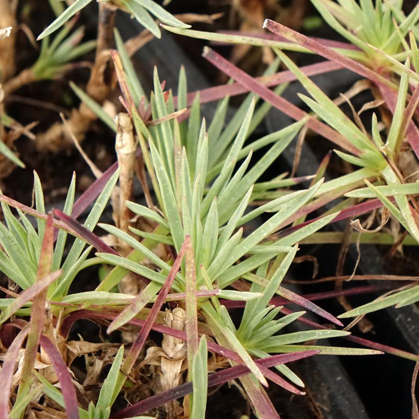 Dianthus plumarius Scent First Iced Gem - Garofano strisciante (Fogliame)