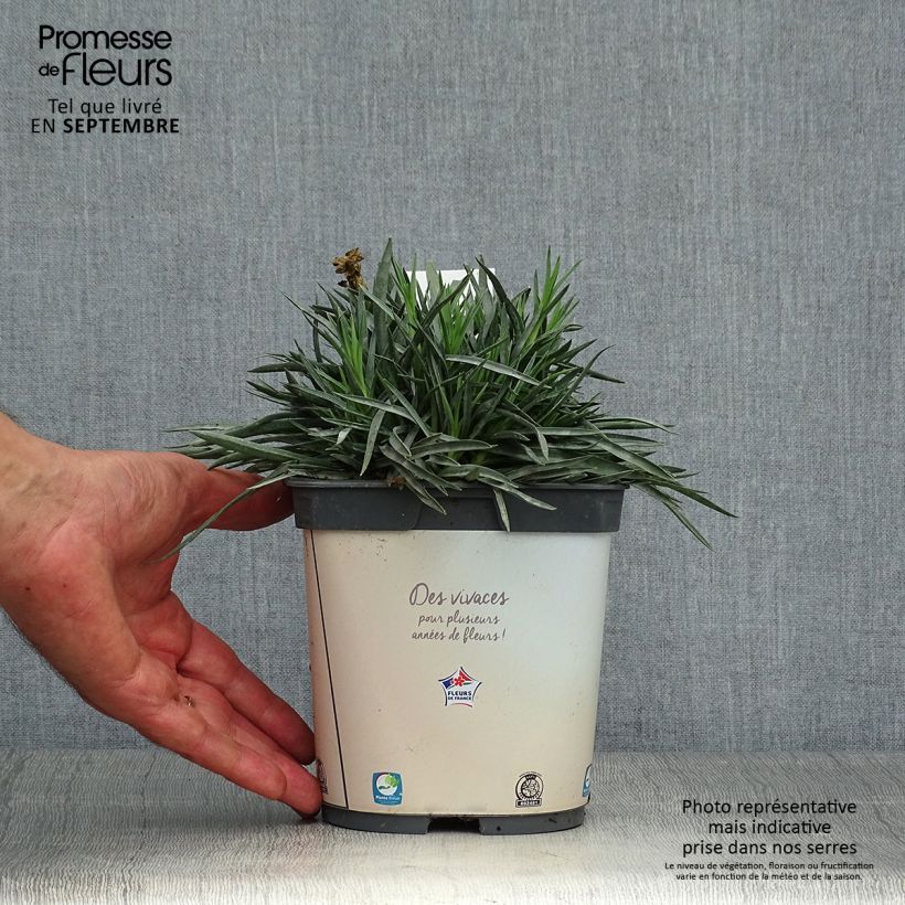 Esemplare di Dianthus plumarius Scent First Memories - Garofano strisciante Vaso da 2L/3L come consegnato in autunno
