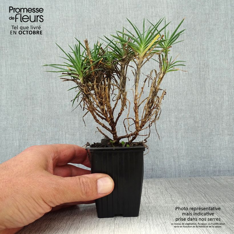 Esemplare di Dianthus plumarius Scent First Raspberry Sundae - Garofano strisciante Vasetto da 7/8 cm come consegnato in autunno