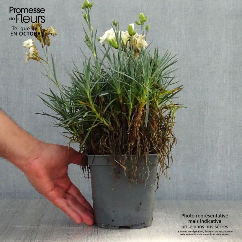 Esemplare di Dianthus plumarius Scent First Romance - Garofano strisciante Vaso da 2L/3L come consegnato in autunno