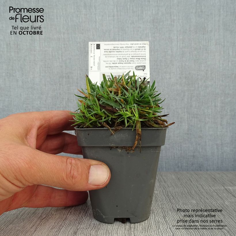 Esemplare di Dianthus plumarius Warden Hybrid - Garofano strisciante Vasetto da 8/9 cm come consegnato in autunno