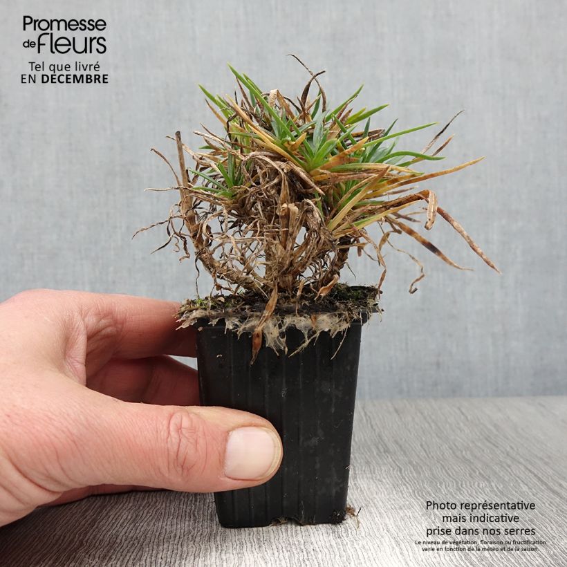 Esemplare di Dianthus plumarius Scent First Coral Reef - Garofano strisciante Vasetto da 7/8 cm come consegnato in autunno