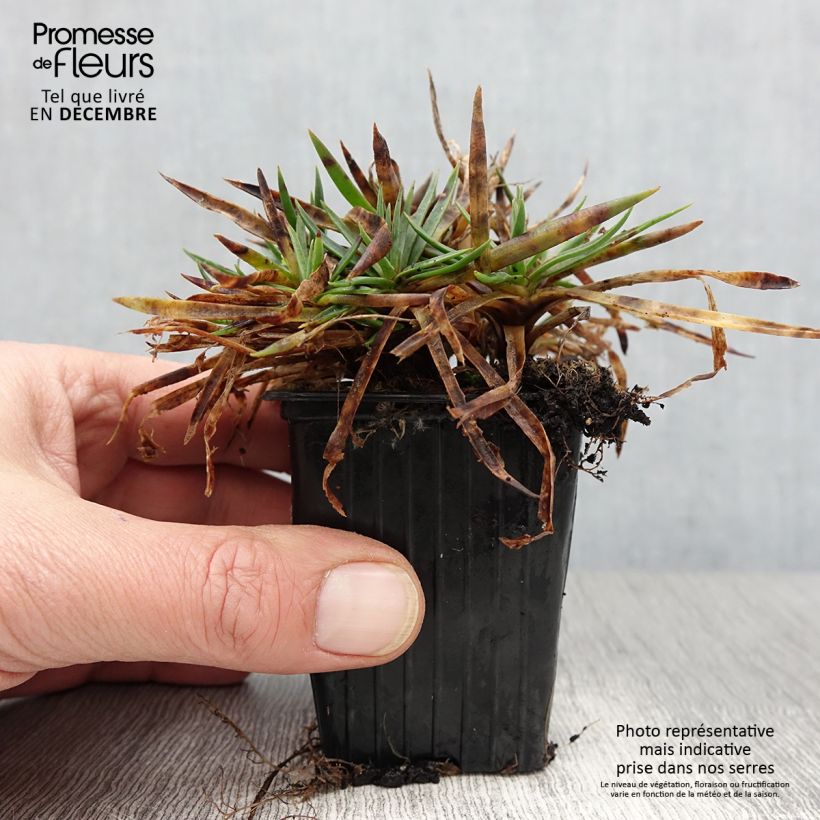 Esemplare di Dianthus plumarius Scent First Sugar Plum - Garofano strisciante Vasetto da 7/8 cm come consegnato in autunno
