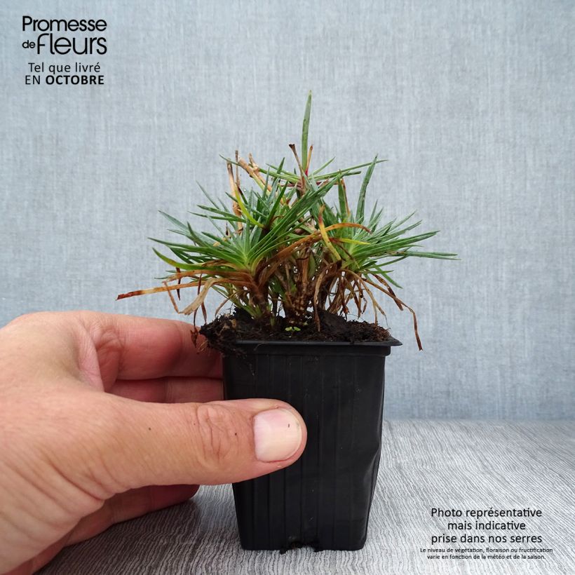 Esemplare di Dianthus plumarius Scent First Tickled Pink - Garofano strisciante Vasetto da 7/8 cm come consegnato in autunno