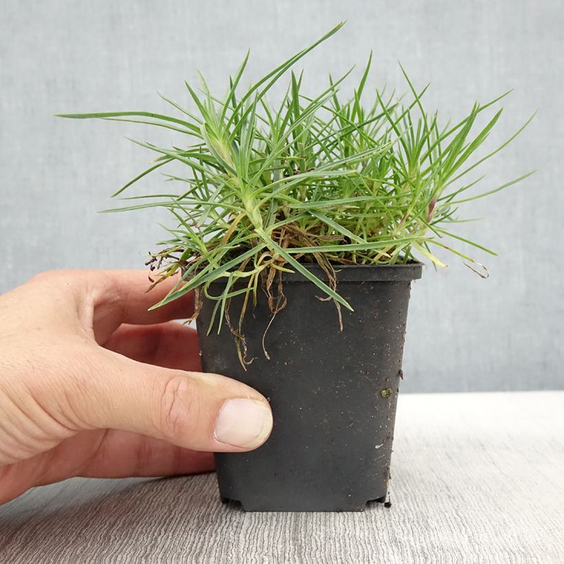 Esemplare di Dianthus spiculifolius - Garofano Vasetto da 8/9 cm come consegnato in autunno