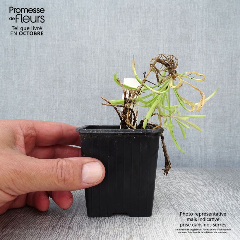 Esemplare di Dianthus superbus - Garofanino frangiato Vasetto da 8/9 cm come consegnato in autunno
