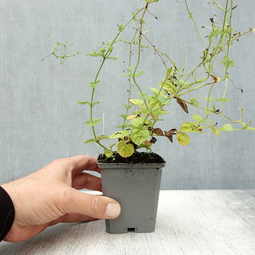 Esemplare di Diascia fetcaniensis Vasetto da 8/9 cm come consegnato in autunno