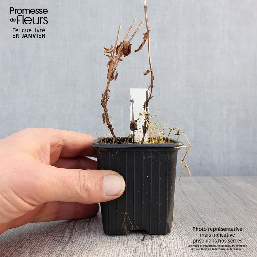 Diascia personata Vasetto da 8/9 cm esemplare consegnato in inverno