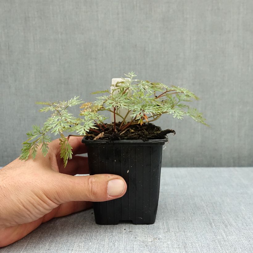 Esemplare di Dicentra Pink Diamonds Vasetto da 8/9 cm come consegnato in autunno