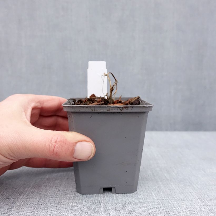 Dicentra Pink Diamonds Vasetto da 8/9 cm esemplare consegnato in inverno