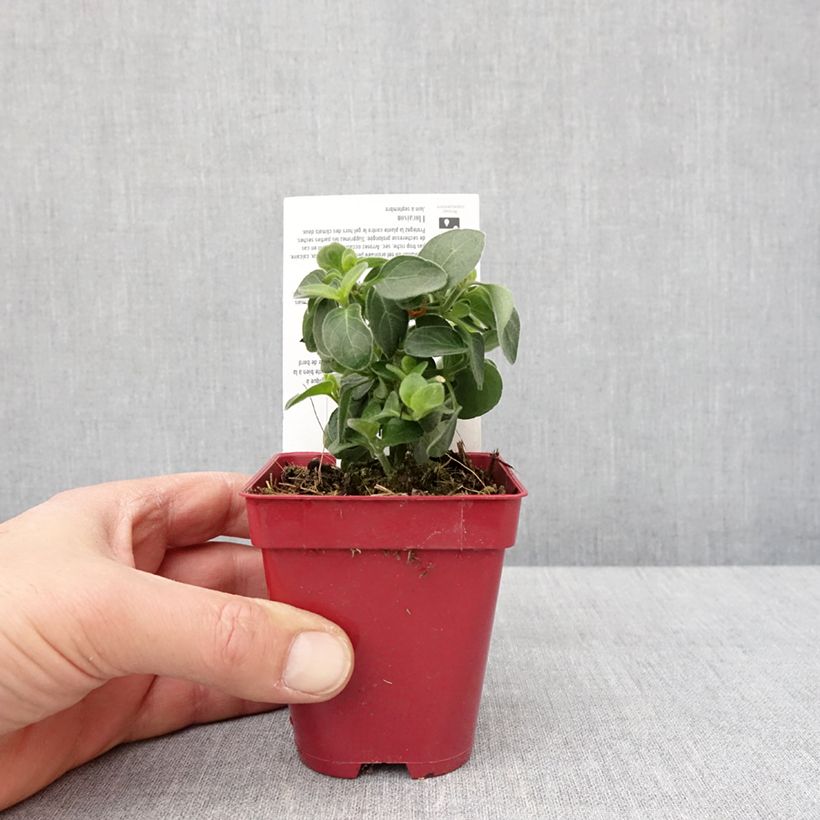 Dicliptera squarrosa Vasetto da 8/9 cm esemplare consegnato in inverno