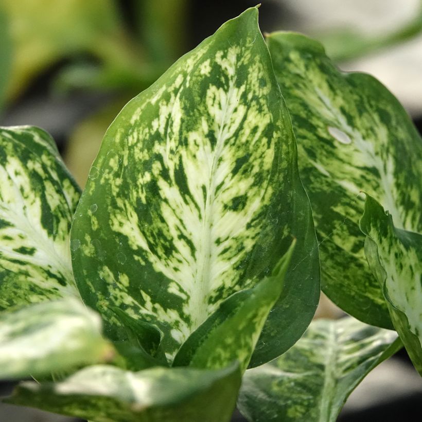 Dieffenbachia maculata Amy (Fogliame)