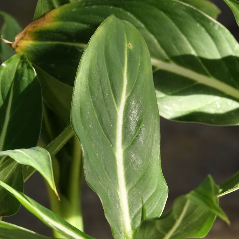 Dieffenbachia Sterling (Fogliame)
